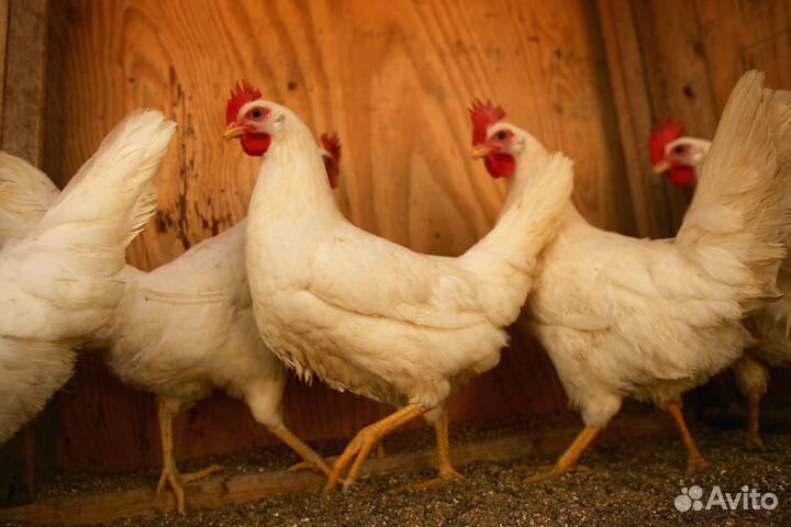 Куры несушки Белые