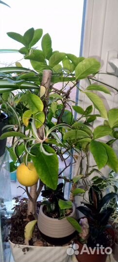 Лимон, сорт Павловский