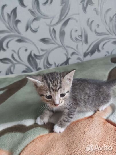 Кошка в дар бесплатно