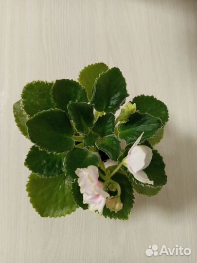 Ав-Объект Желания