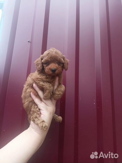 Щенки той пудель РКФ