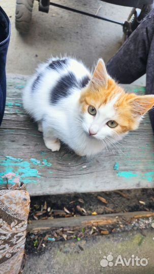 Котенок девочка бесплатно