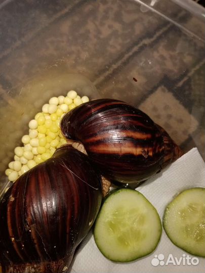 Улитки ахатины