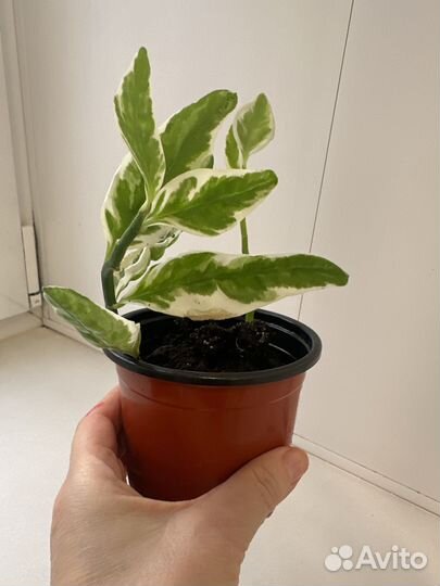 Педилантус