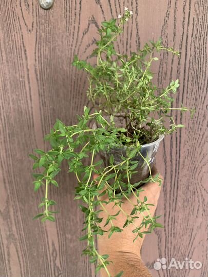 Тимьян- Чабрец Мистик Лемон