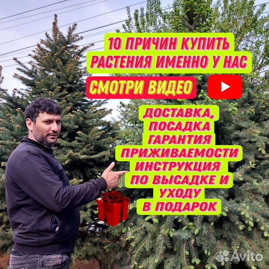 Ели шикарнейшие голубые и зеленые правильной формы