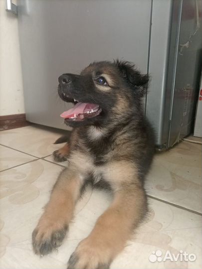 Милашка-щенок в добрые руки, 5 мес