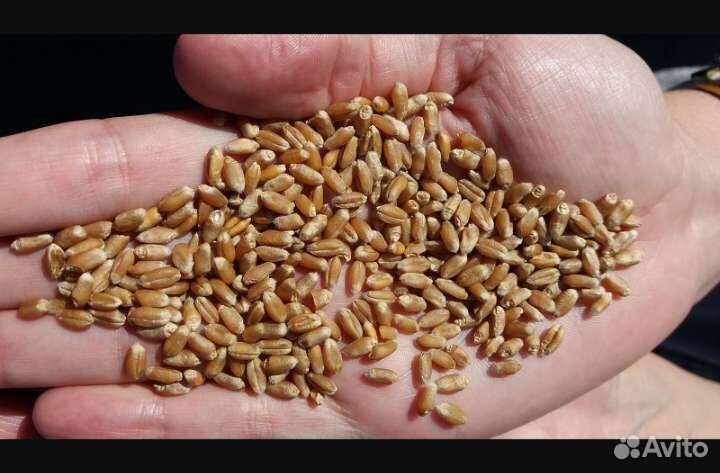 Пшеница