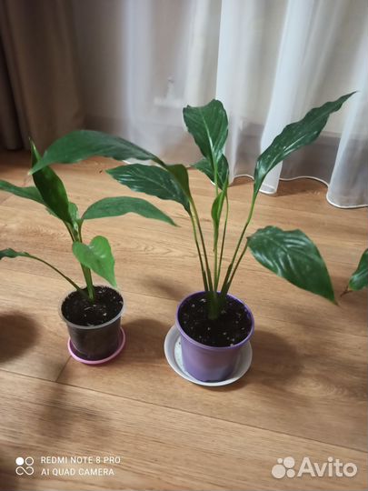 Комнатные растения цветы