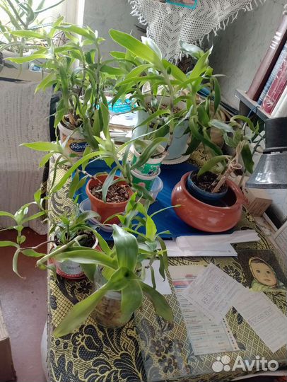 Комнатные цветы