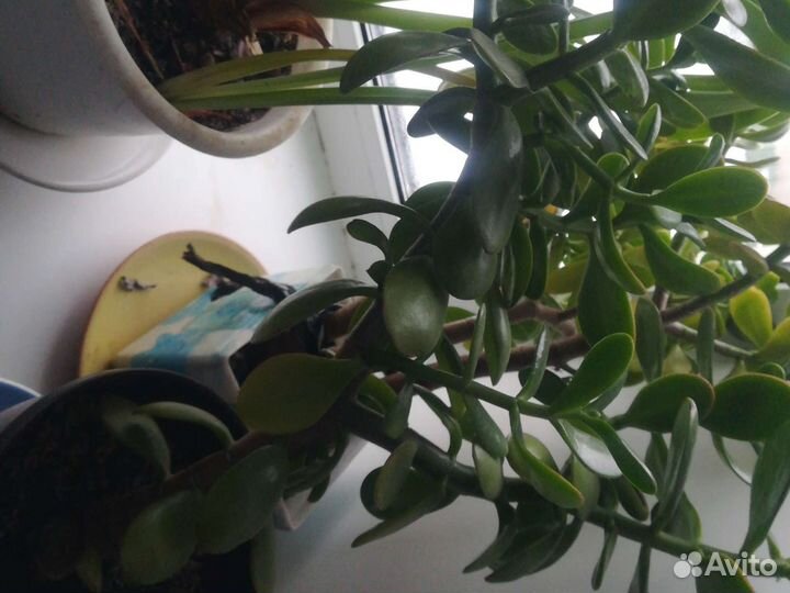 Денежное дерево