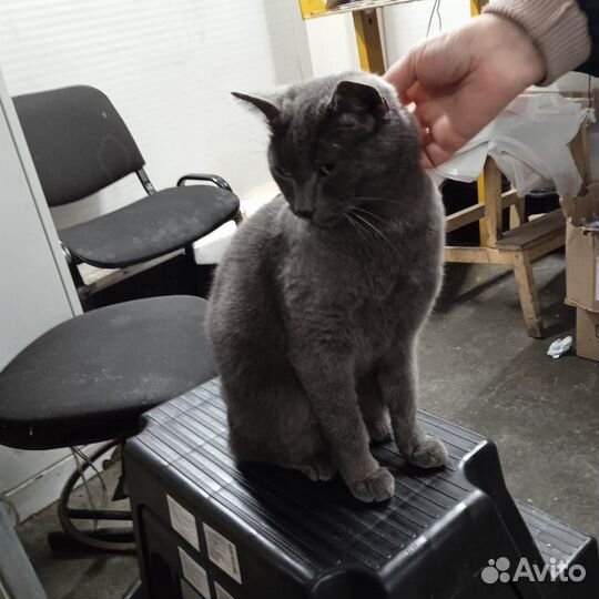 Кошка в беде