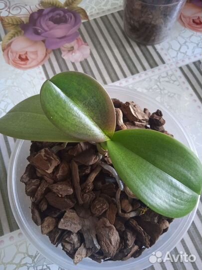 Орхидея фаленопсис