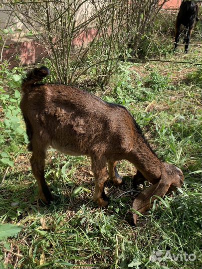 Коза нубийская