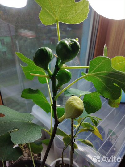 Инжир, лимон, апельсин