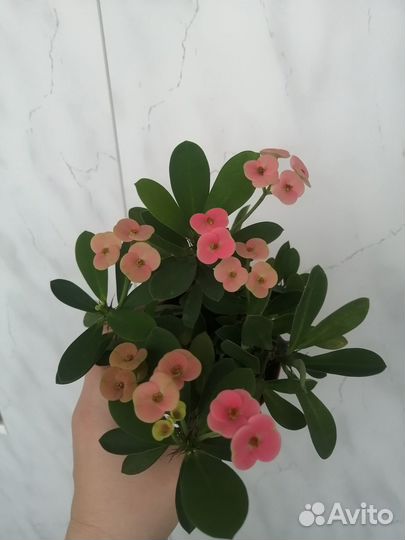 Молочай миля