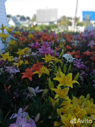 Лилии луковицы