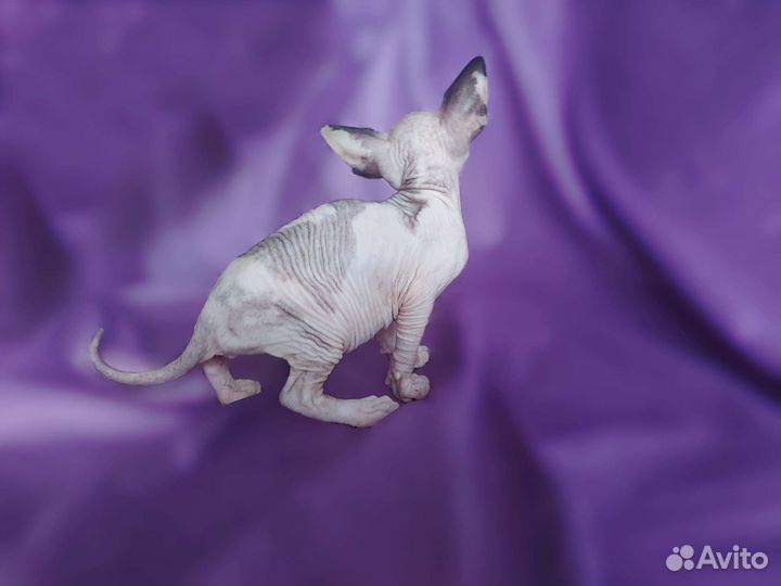 Канадский сфинкс. Котенок девочка