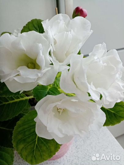 Глоксин. Гиппеаст. Клеродэндрум