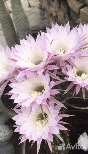 Кактус цветущий большой