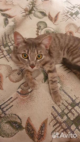 Молоденький котик в дар