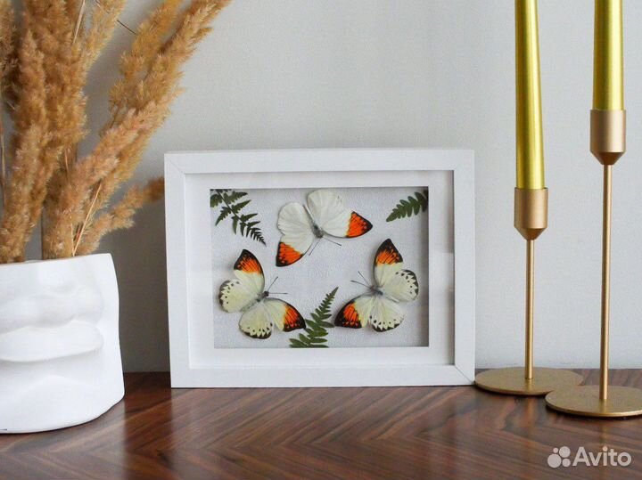Бабочки в рамке