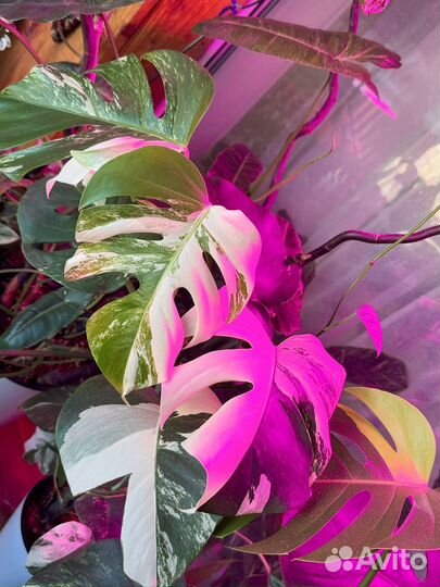 Монстера Альба