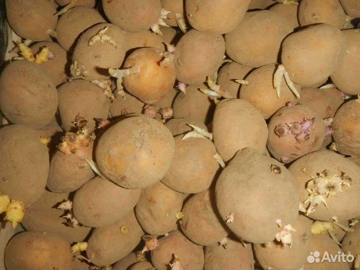 Семенной картофель