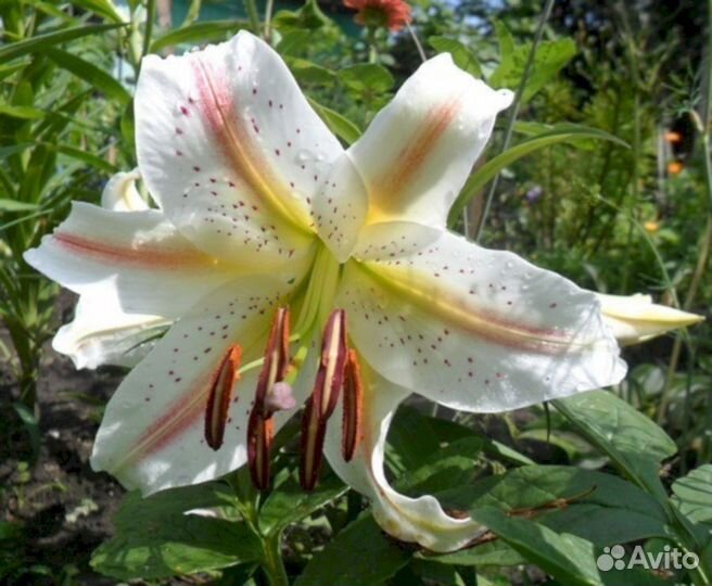 Лилия саженцы Арена