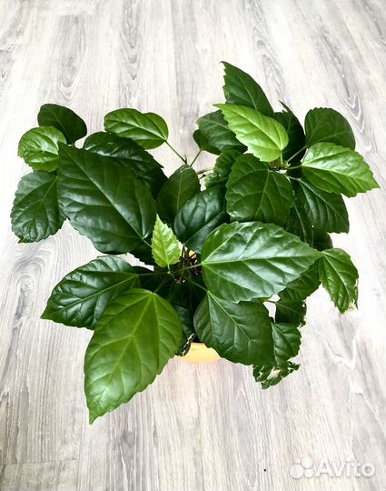 Гибискус красный махровый