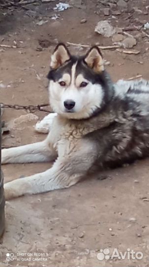 Сибирский хаски