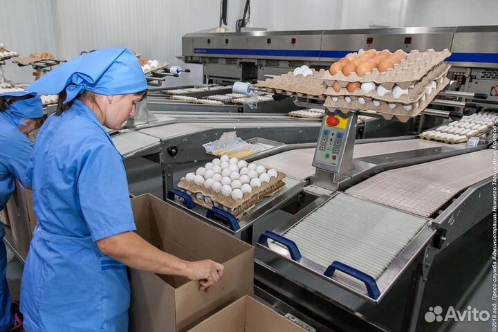 Вахта на птицефабрике: обязателен приход вовремя