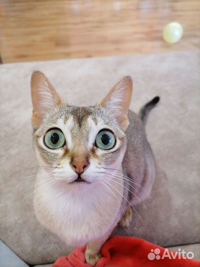 Сингапурская кошка