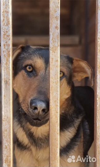 Собакам в приюте нужна помощь