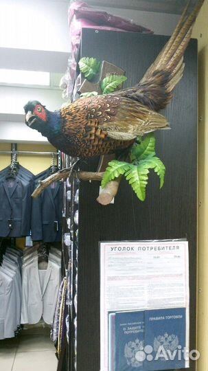 Чучела зверей,птиц