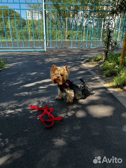 Йоркширский терьер мини