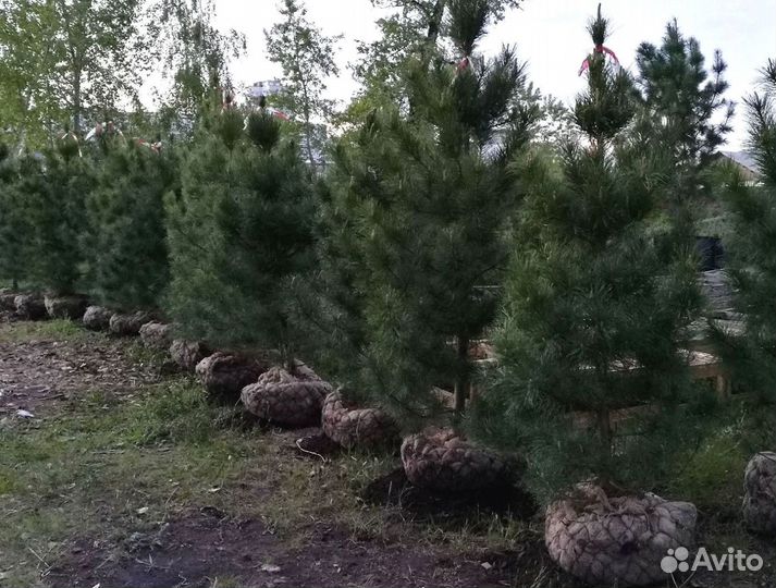 Саженцы кедра от производителя экстра класс