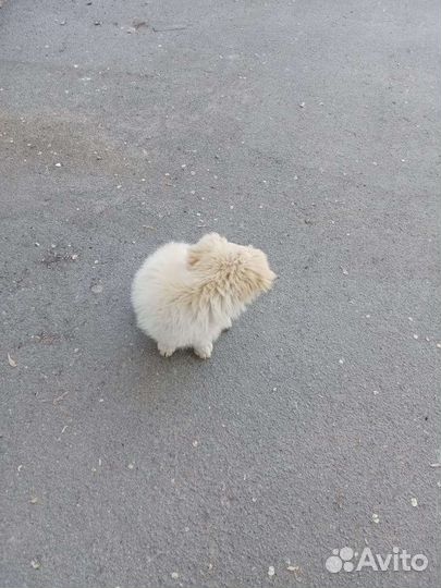 Двортерьер