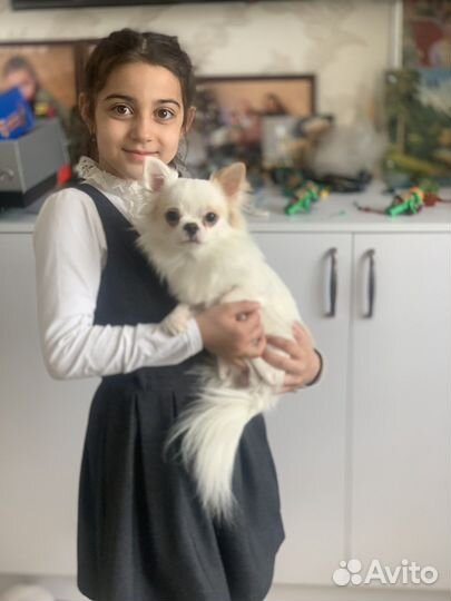 Вязка чихуахуа мальчик