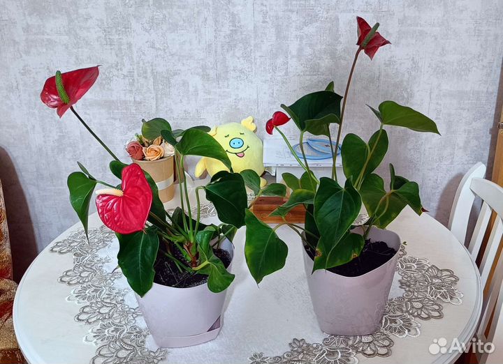 Комнатные цветы антуриум