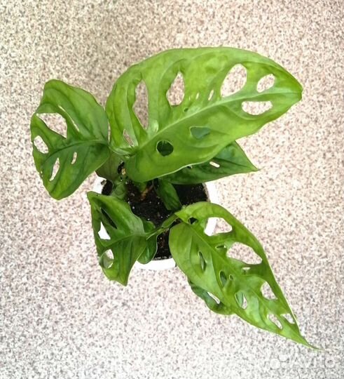 Монстера косая (неравнобокая)