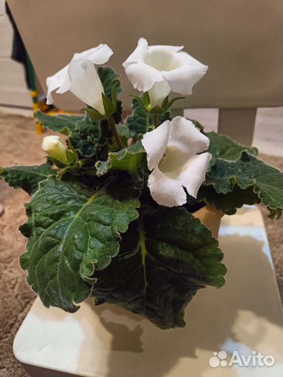 Глоксиния белая