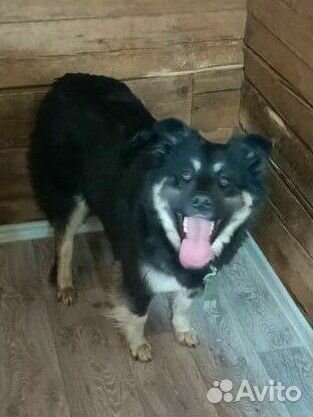 Машка стерильна