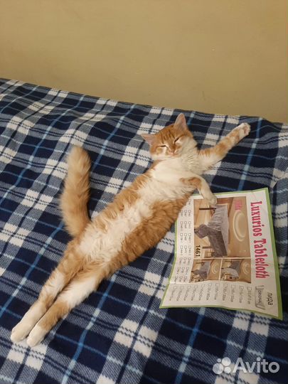 Домашние кошки