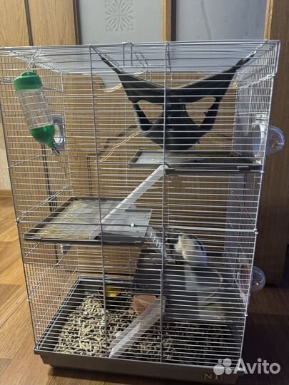 Крыса дамбо с клеткой