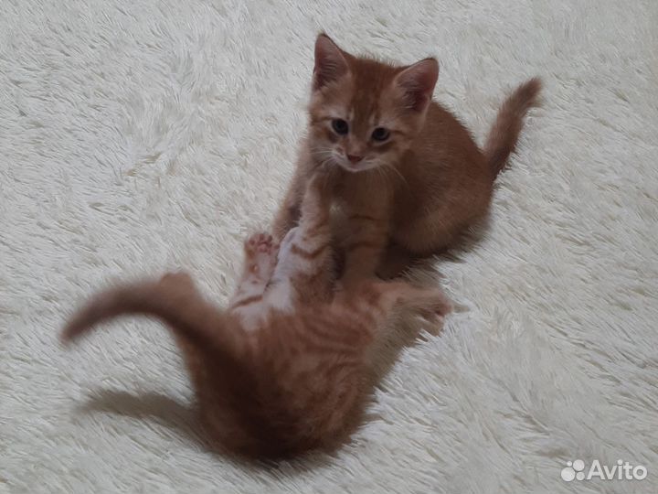 Кошечка в добрые руки