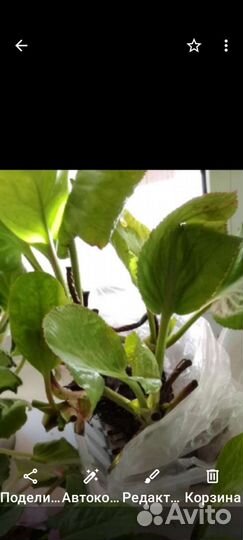 Бадан(тибетский чай)