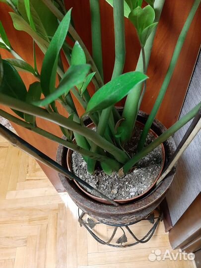 Замиокулькас. 140см