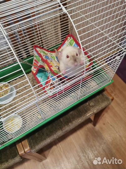 Крысы Дамбо с клеткой