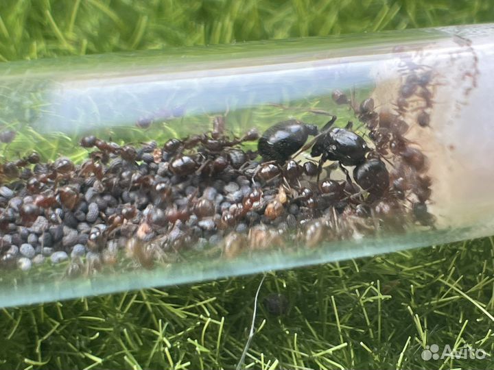Муравьи жнецы для фермы Messor structor